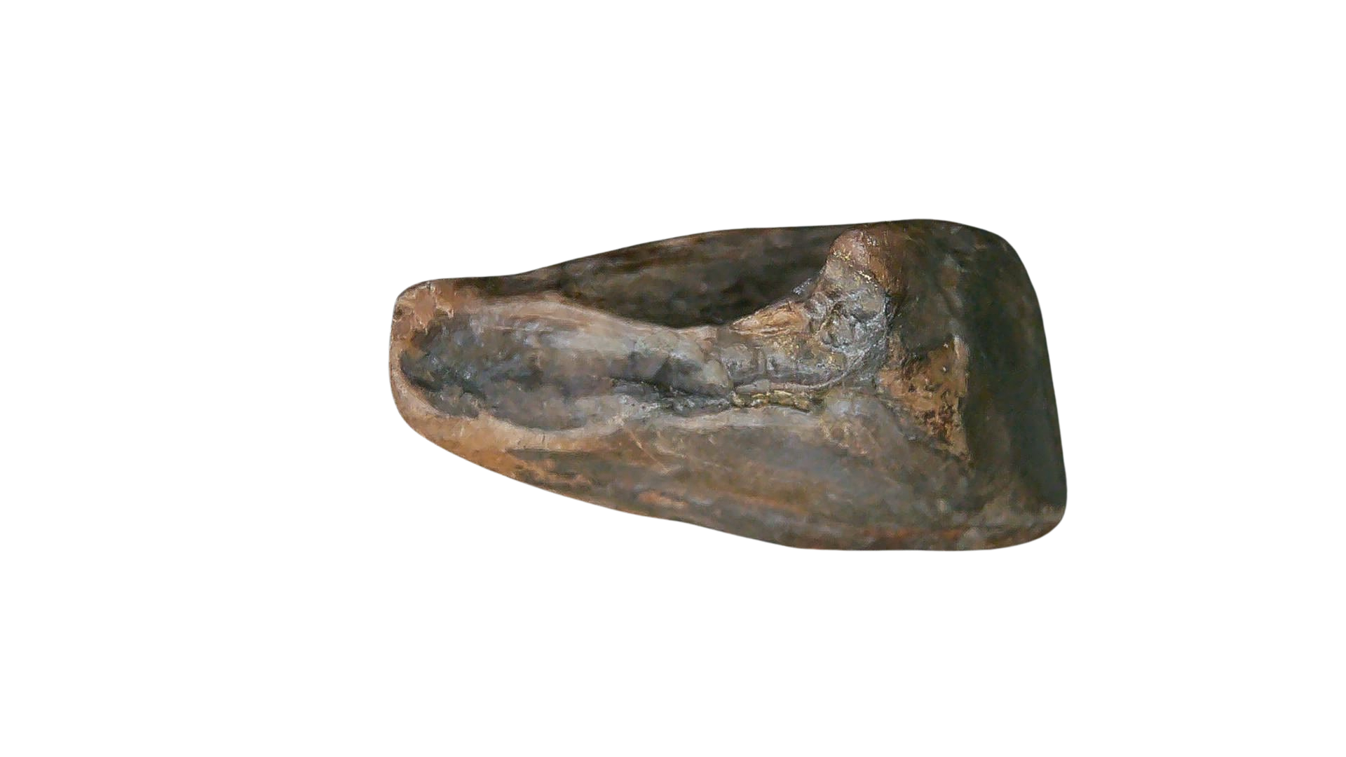 South Dakota Cretaceous Age Partially Rooted Triceratops Tooth 20a | Fossils for Sale