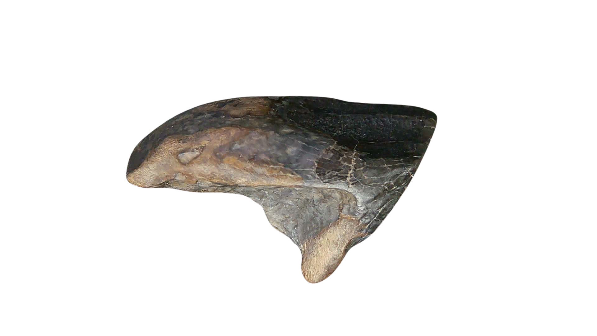 South Dakota Cretaceous Age Partially Rooted Triceratops Tooth 20b | Fossils for Sale