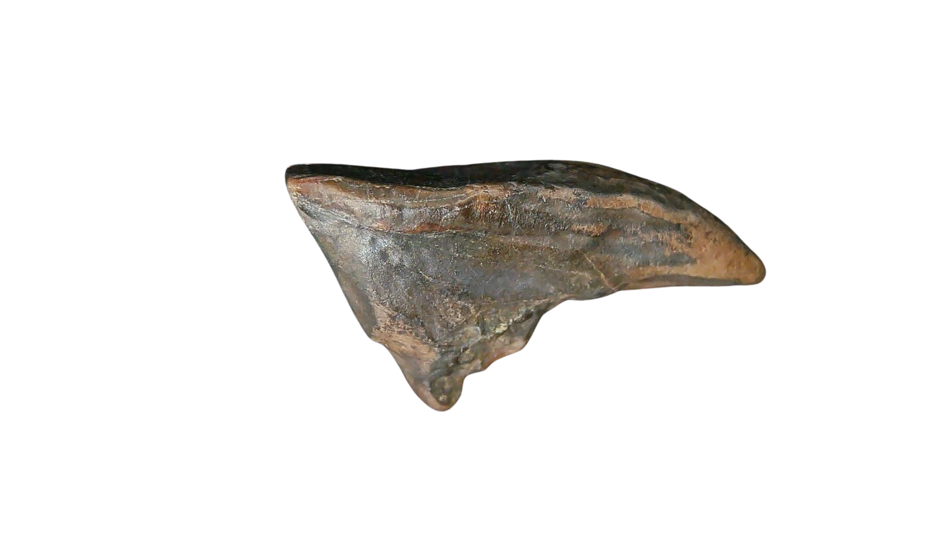 South Dakota Cretaceous Age Partially Rooted Triceratops Tooth 20c | Fossils for Sale