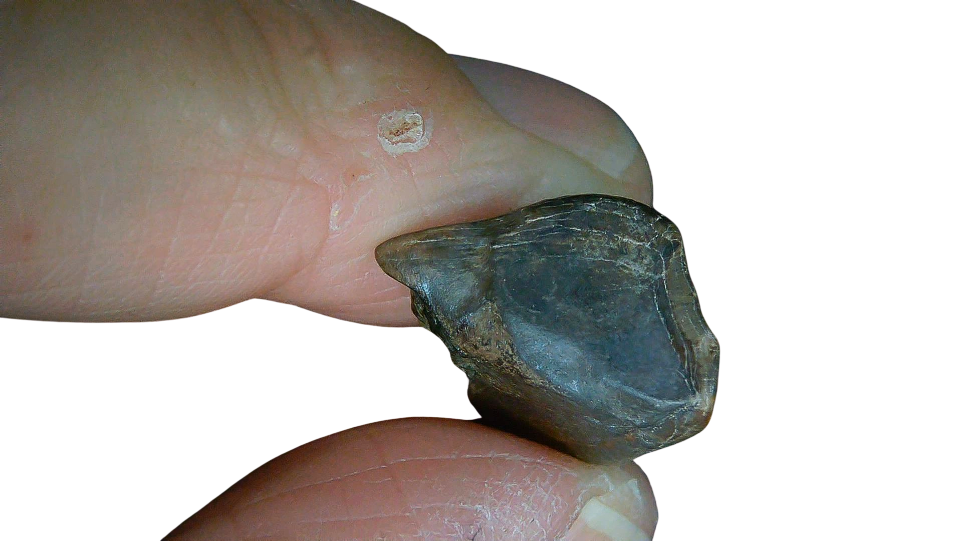 South Dakota Cretaceous Age Partially Rooted Triceratops Tooth 20d | Fossils for Sale