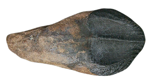 Triceratops Tooth - Cretaceous Partially Rooted Dino Tooth #22