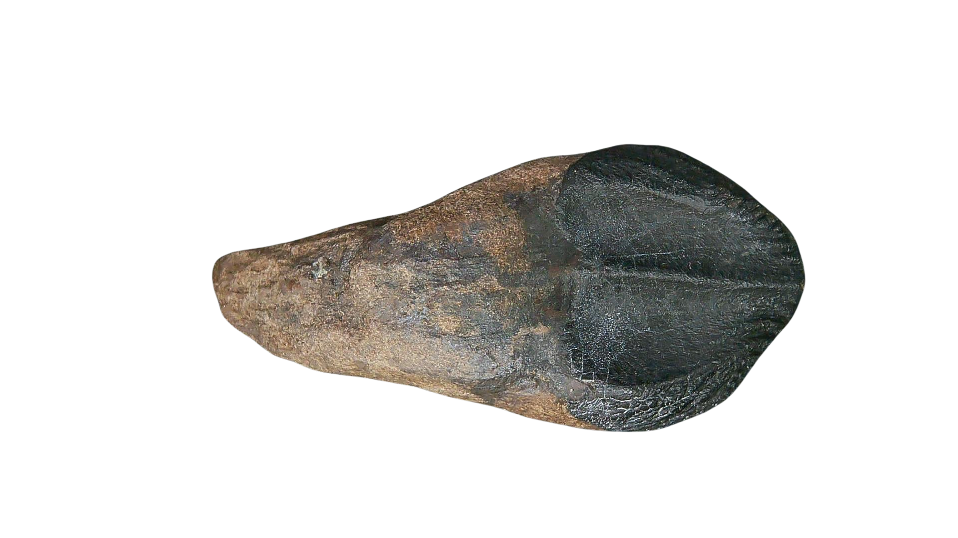 South Dakota Cretaceous Age Partially Rooted Triceratops Tooth 22 | Fossils for Sale