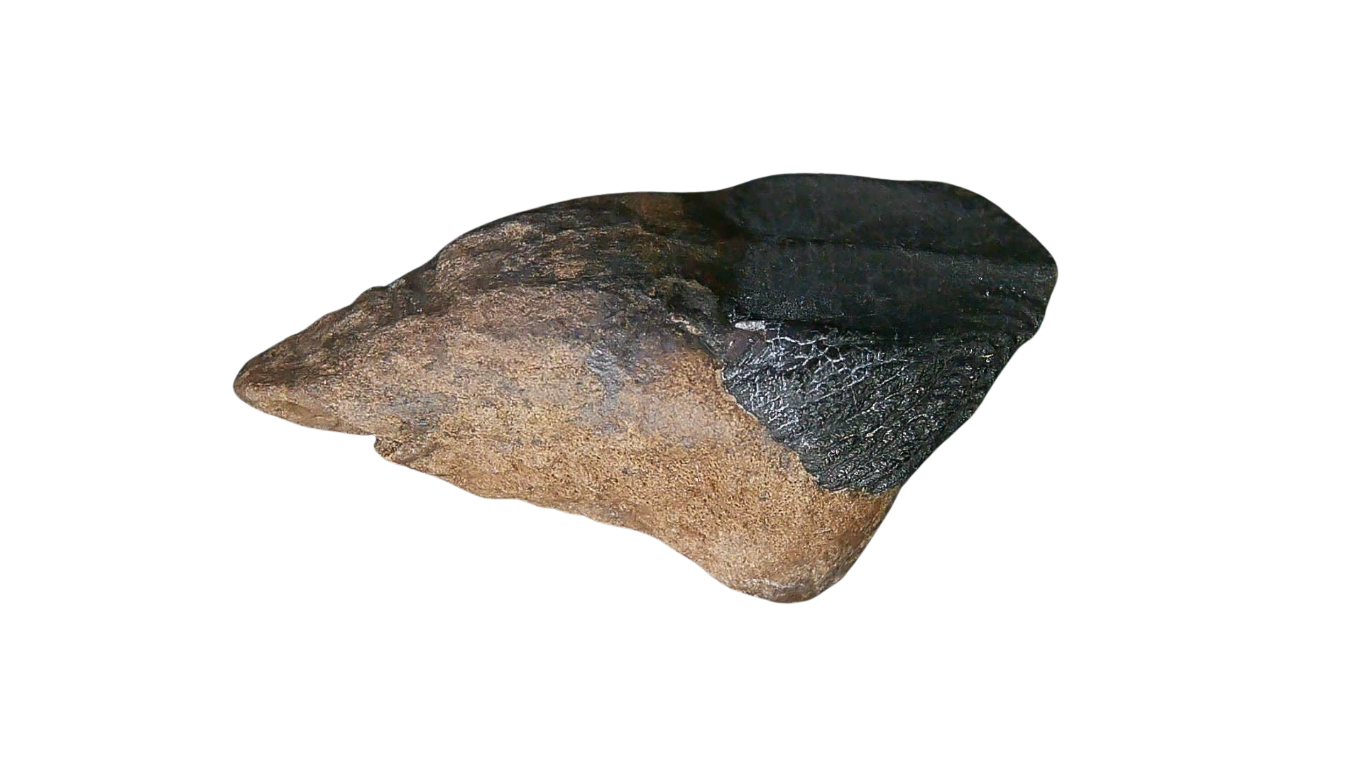 South Dakota Cretaceous Age Partially Rooted Triceratops Tooth 22a | Fossils for Sale