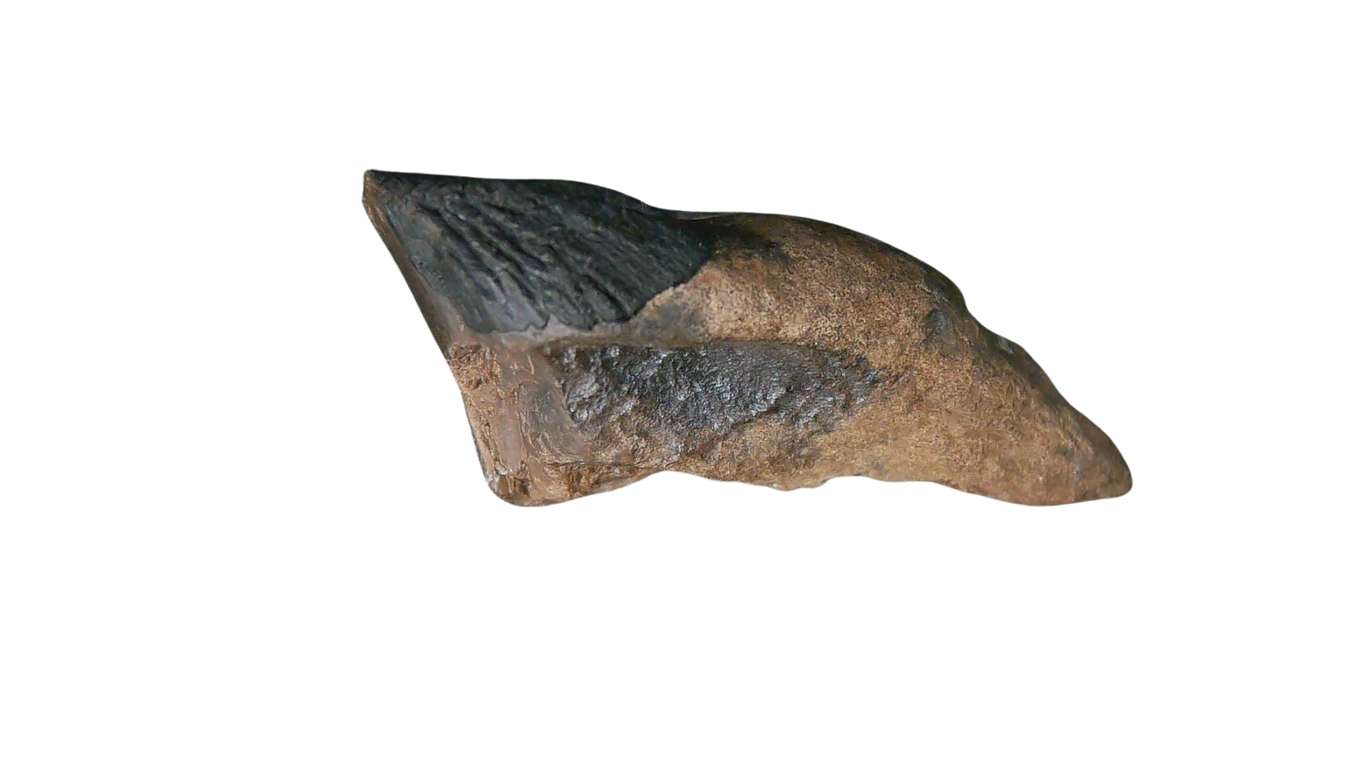 South Dakota Cretaceous Age Partially Rooted Triceratops Tooth 22b | Fossils for Sale