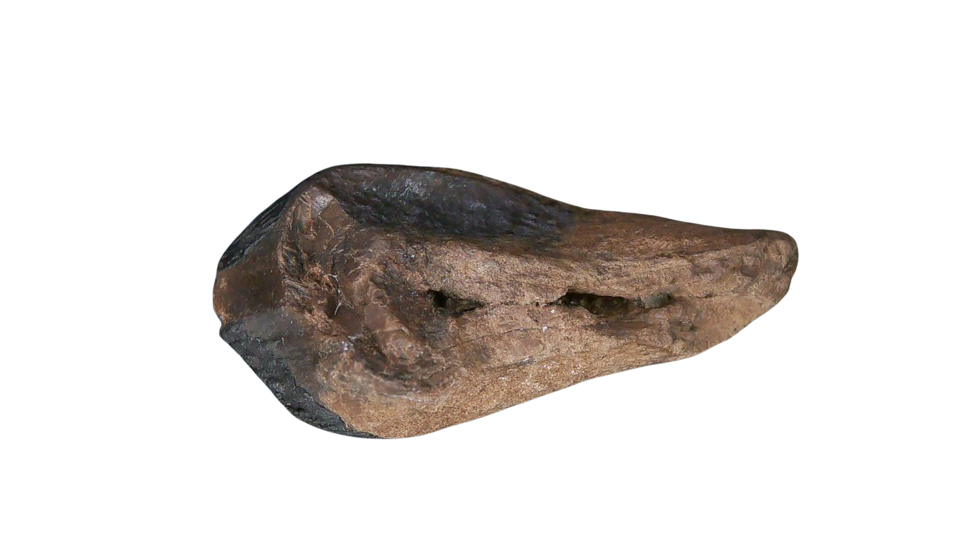 South Dakota Cretaceous Age Partially Rooted Triceratops Tooth 22c | Fossils for Sale