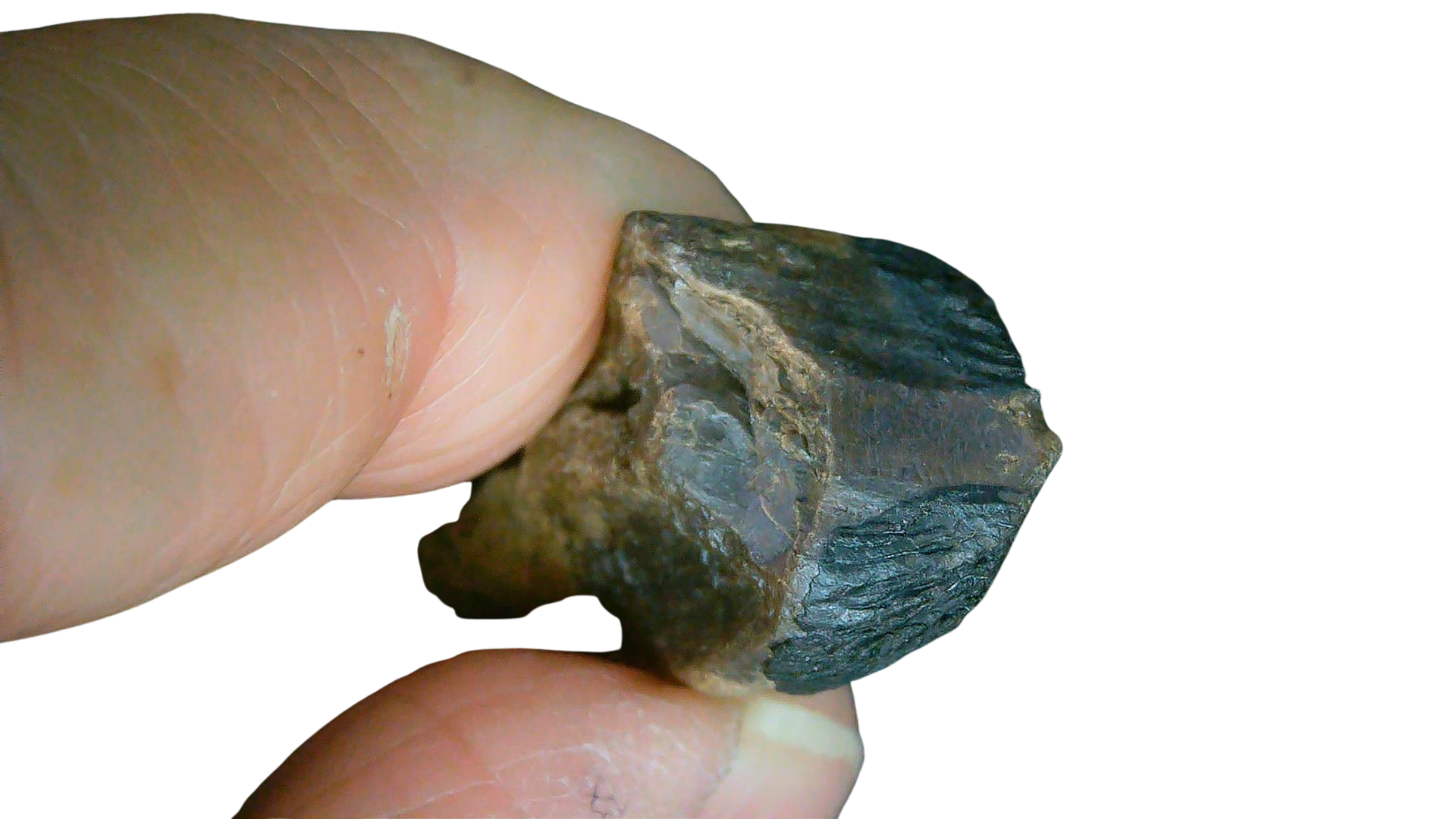South Dakota Cretaceous Age Partially Rooted Triceratops Tooth 22d | Fossils for Sale