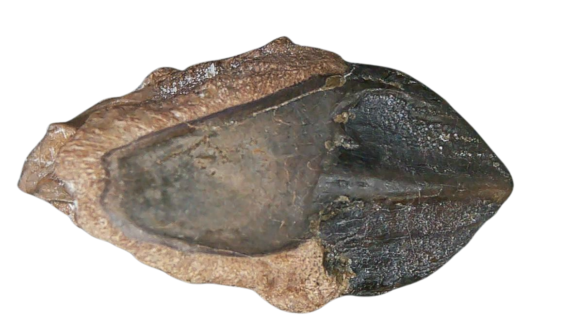 South Dakota Cretaceous Age Partially Rooted Triceratops Tooth 24 | Fossils for Sale