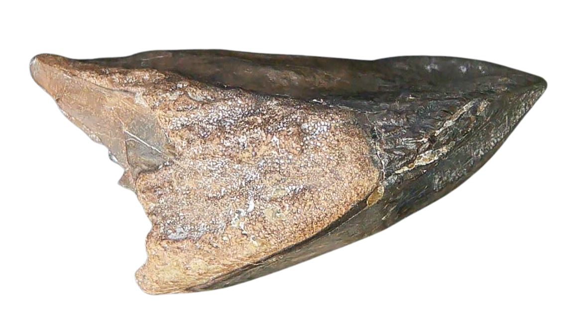 South Dakota Cretaceous Age Partially Rooted Triceratops Tooth 24a | Fossils for Sale