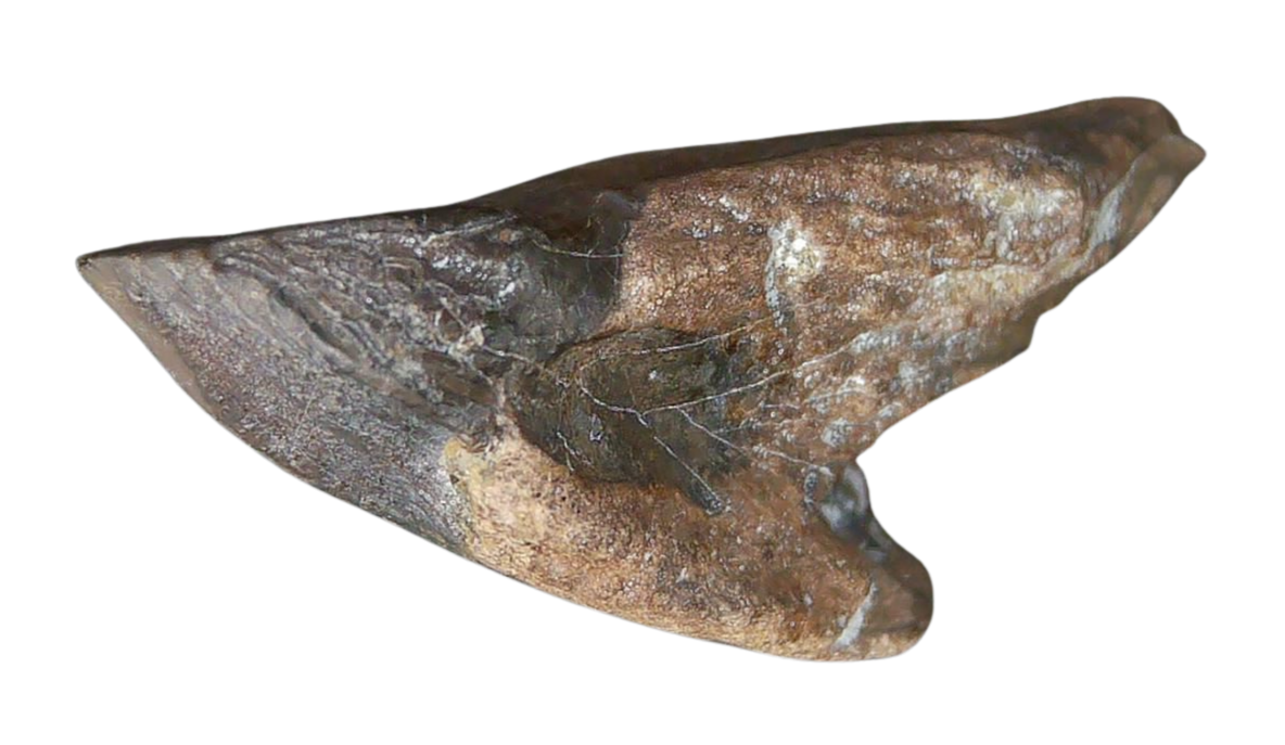 South Dakota Cretaceous Age Partially Rooted Triceratops Tooth 24b | Fossils for Sale