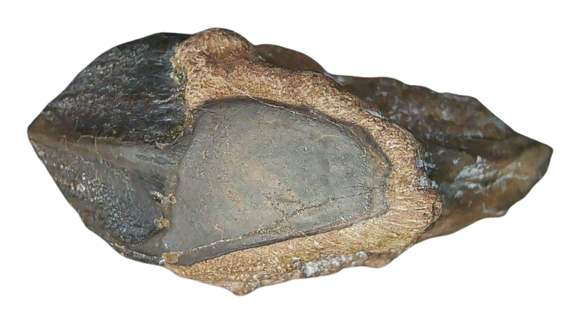 South Dakota Cretaceous Age Partially Rooted Triceratops Tooth 24c | Fossils for Sale