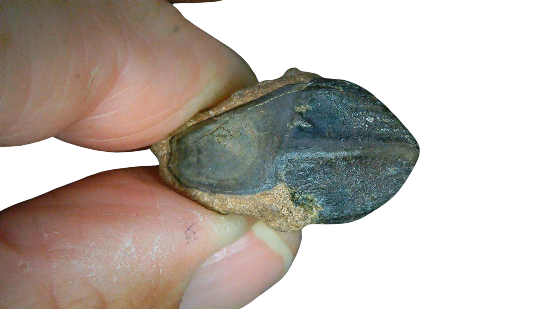 South Dakota Cretaceous Age Partially Rooted Triceratops Tooth 24d | Fossils for Sale