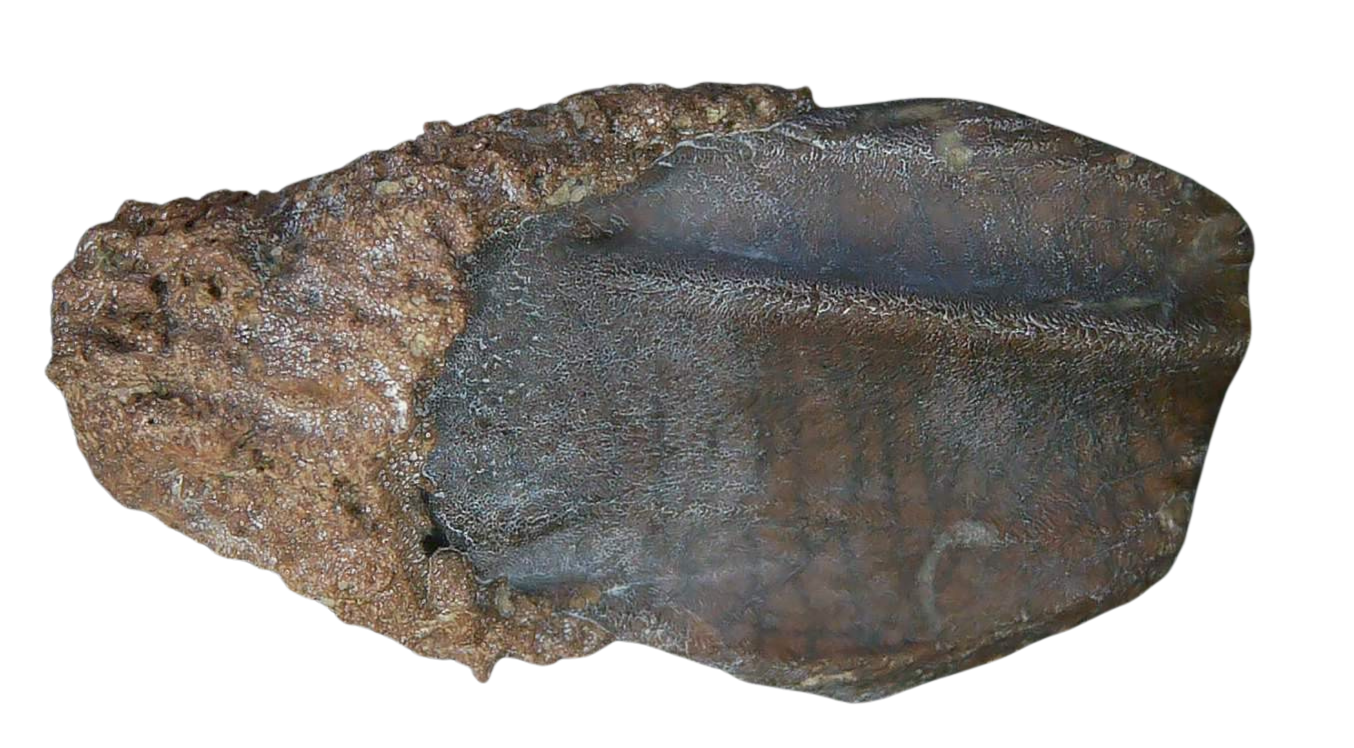South Dakota Cretaceous Age Partially Rooted Triceratops Tooth 25 | Fossils for Sale
