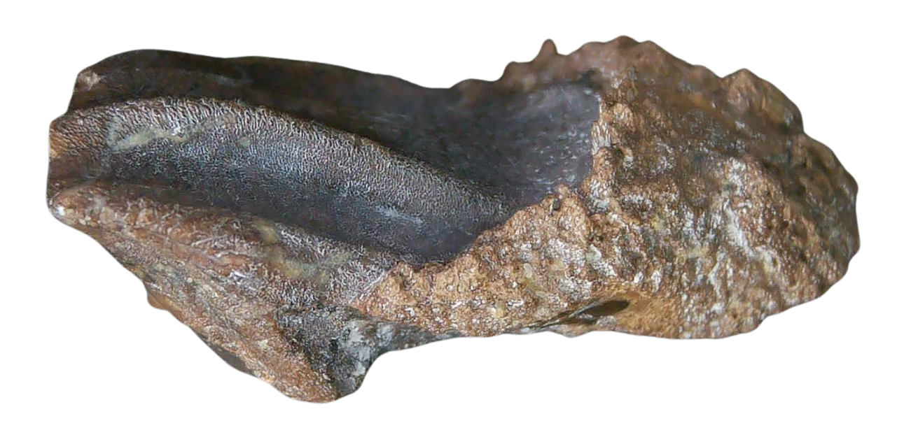 South Dakota Cretaceous Age Partially Rooted Triceratops Tooth 25a | Fossils for Sale