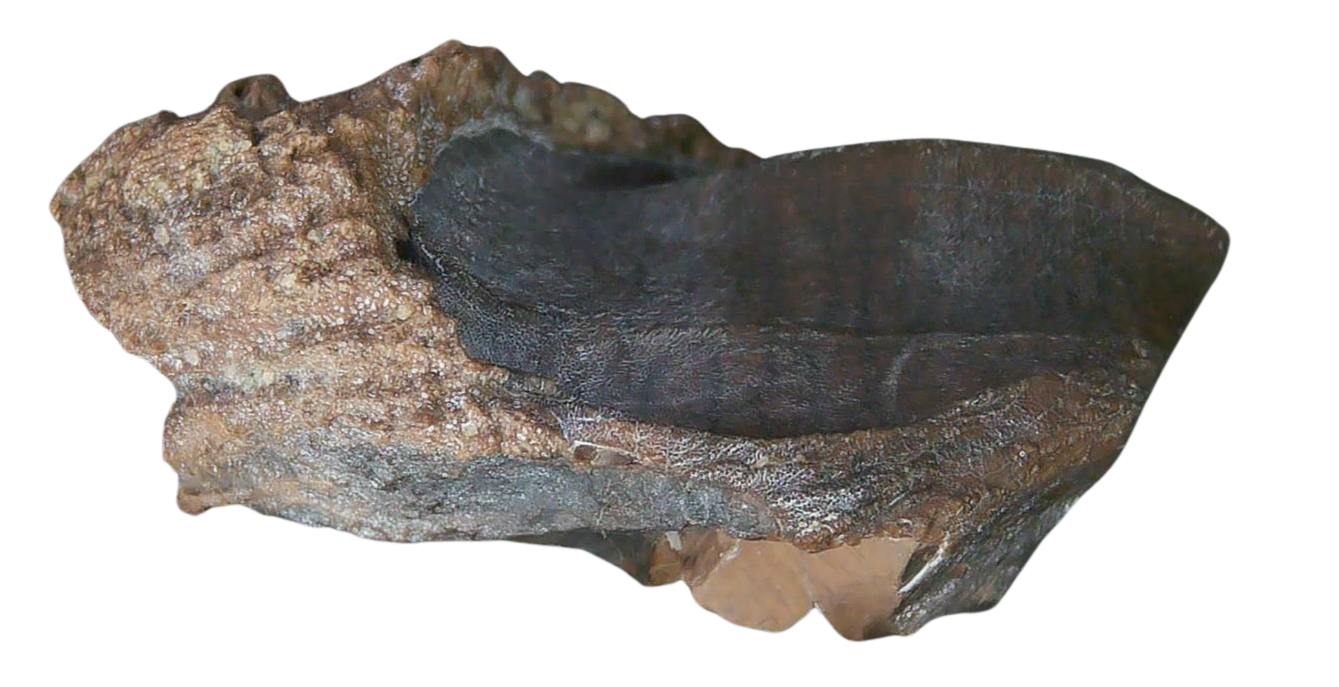 South Dakota Cretaceous Age Partially Rooted Triceratops Tooth 25b | Fossils for Sale