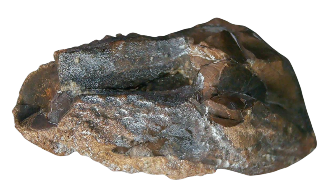 South Dakota Cretaceous Age Partially Rooted Triceratops Tooth 25c | Fossils for Sale