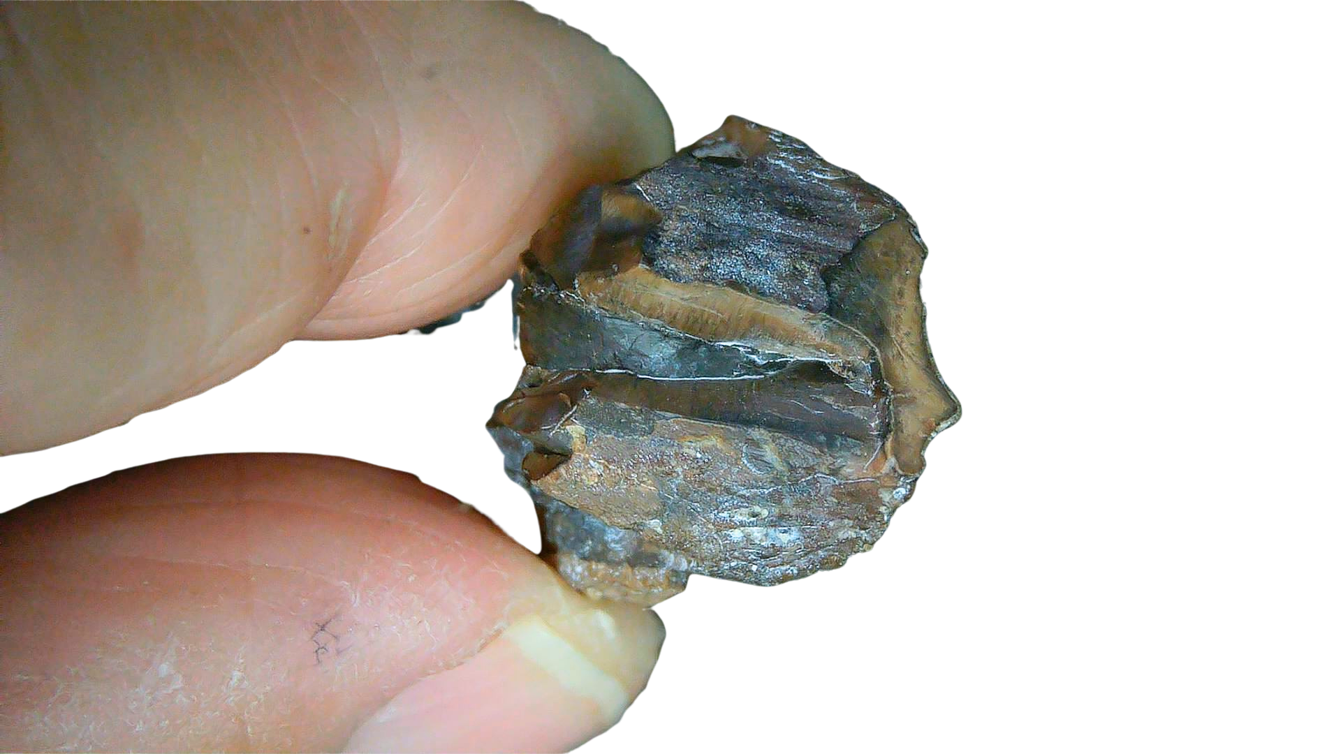 South Dakota Cretaceous Age Partially Rooted Triceratops Tooth 25d | Fossils for Sale