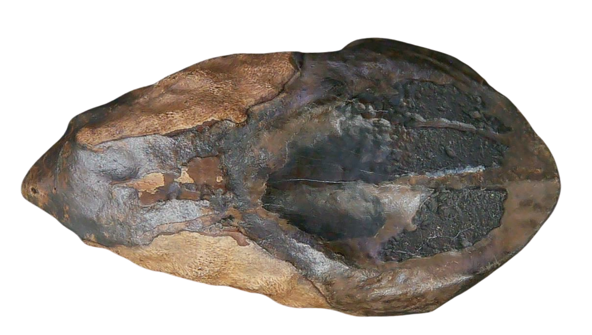 South Dakota Cretaceous Age Partially Rooted Triceratops Tooth 26 | Fossils for Sale