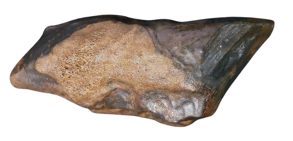 South Dakota Cretaceous Age Partially Rooted Triceratops Tooth 26a | Fossils for Sale