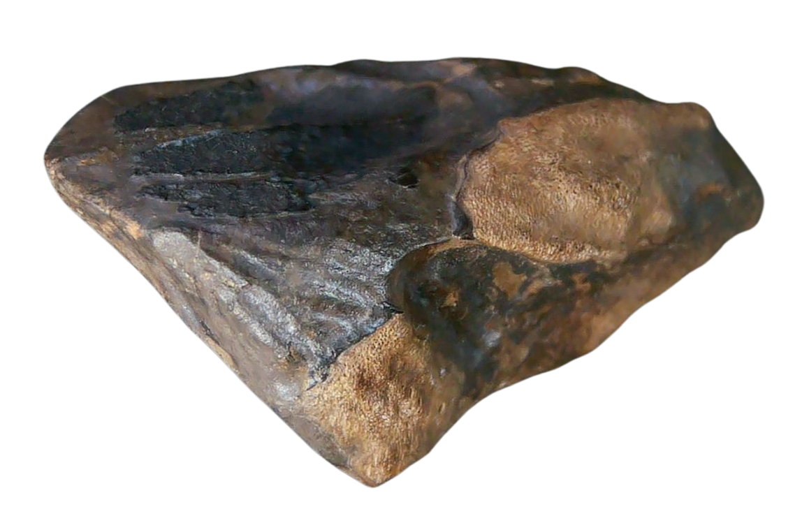 South Dakota Cretaceous Age Partially Rooted Triceratops Tooth 26b | Fossils for Sale