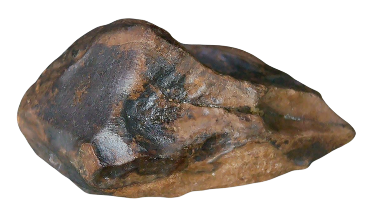 South Dakota Cretaceous Age Partially Rooted Triceratops Tooth 26c | Fossils for Sale