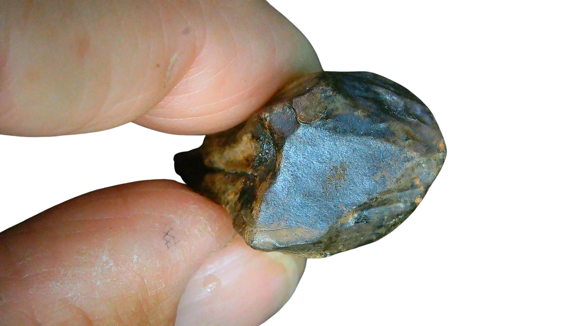 South Dakota Cretaceous Age Partially Rooted Triceratops Tooth 26d | Fossils for Sale