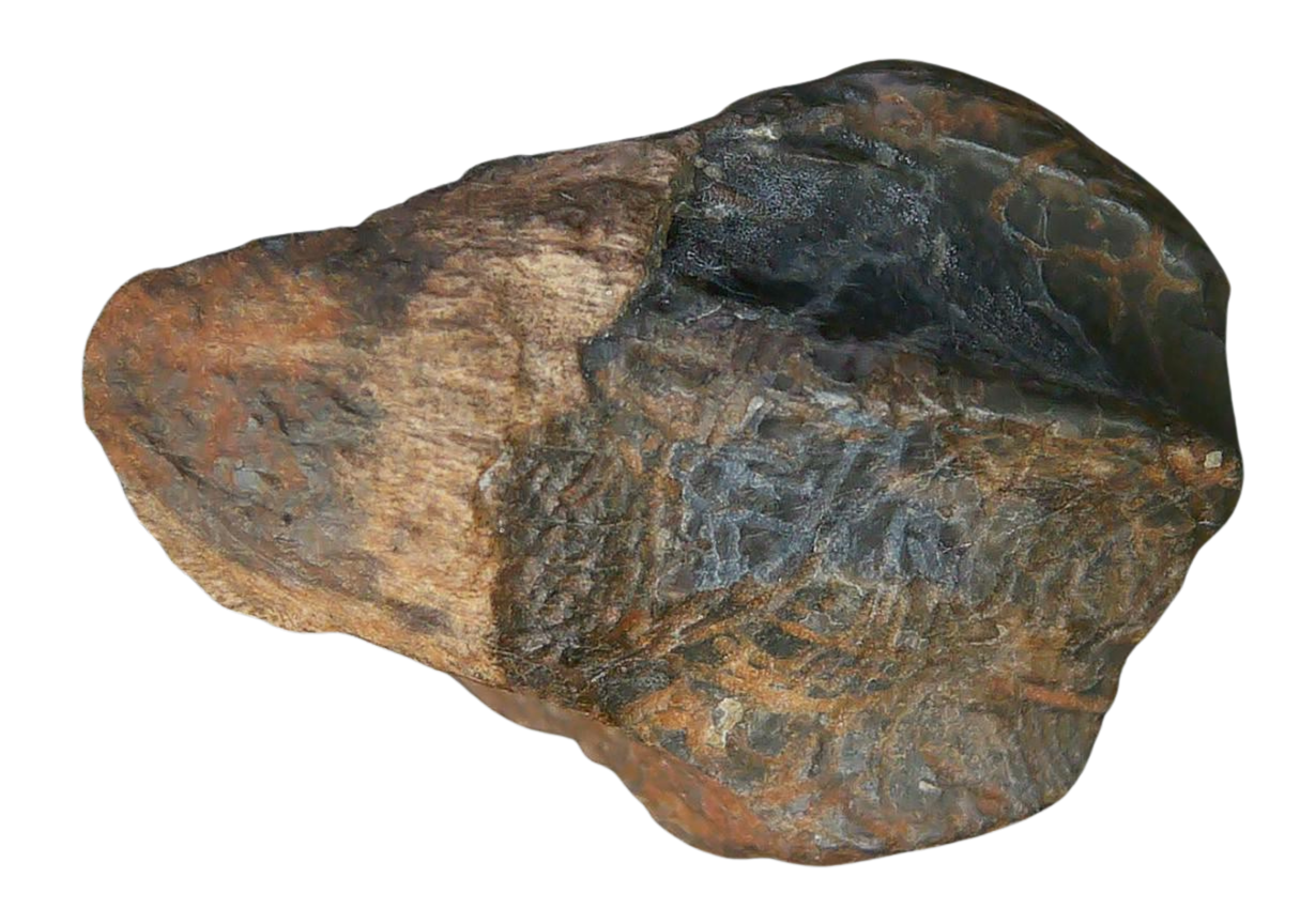 South Dakota Cretaceous Age Partially Rooted Triceratops Tooth 27 | Fossils for Sale