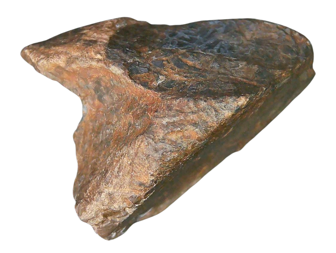 South Dakota Cretaceous Age Partially Rooted Triceratops Tooth 27a | Fossils for Sale