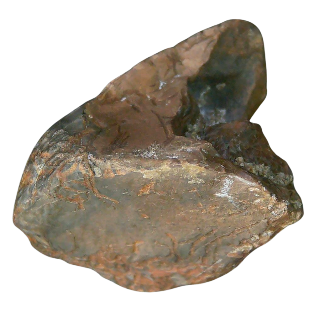 South Dakota Cretaceous Age Partially Rooted Triceratops Tooth 27b | Fossils for Sale