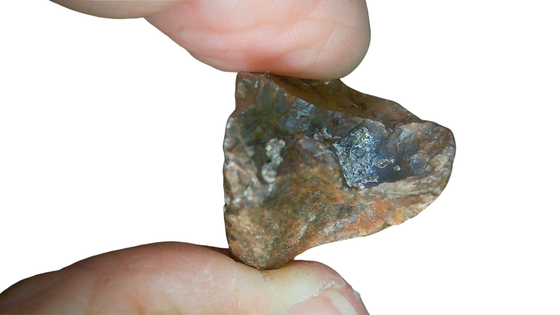 South Dakota Cretaceous Age Partially Rooted Triceratops Tooth 27c | Fossils for Sale