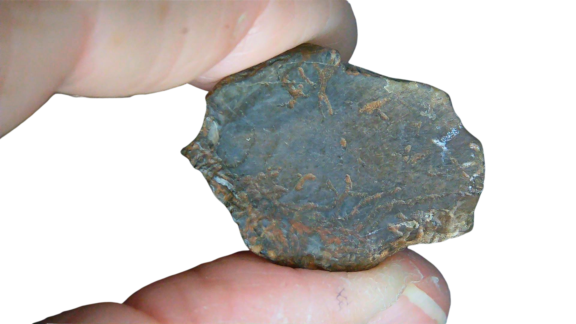 South Dakota Cretaceous Age Partially Rooted Triceratops Tooth 27d | Fossils for Sale