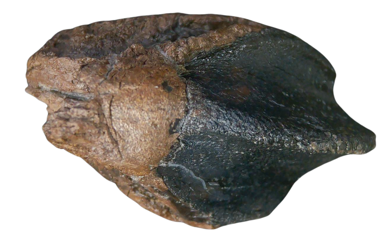 South Dakota Cretaceous Age Partially Rooted Triceratops Tooth 31 | Fossils for Sale