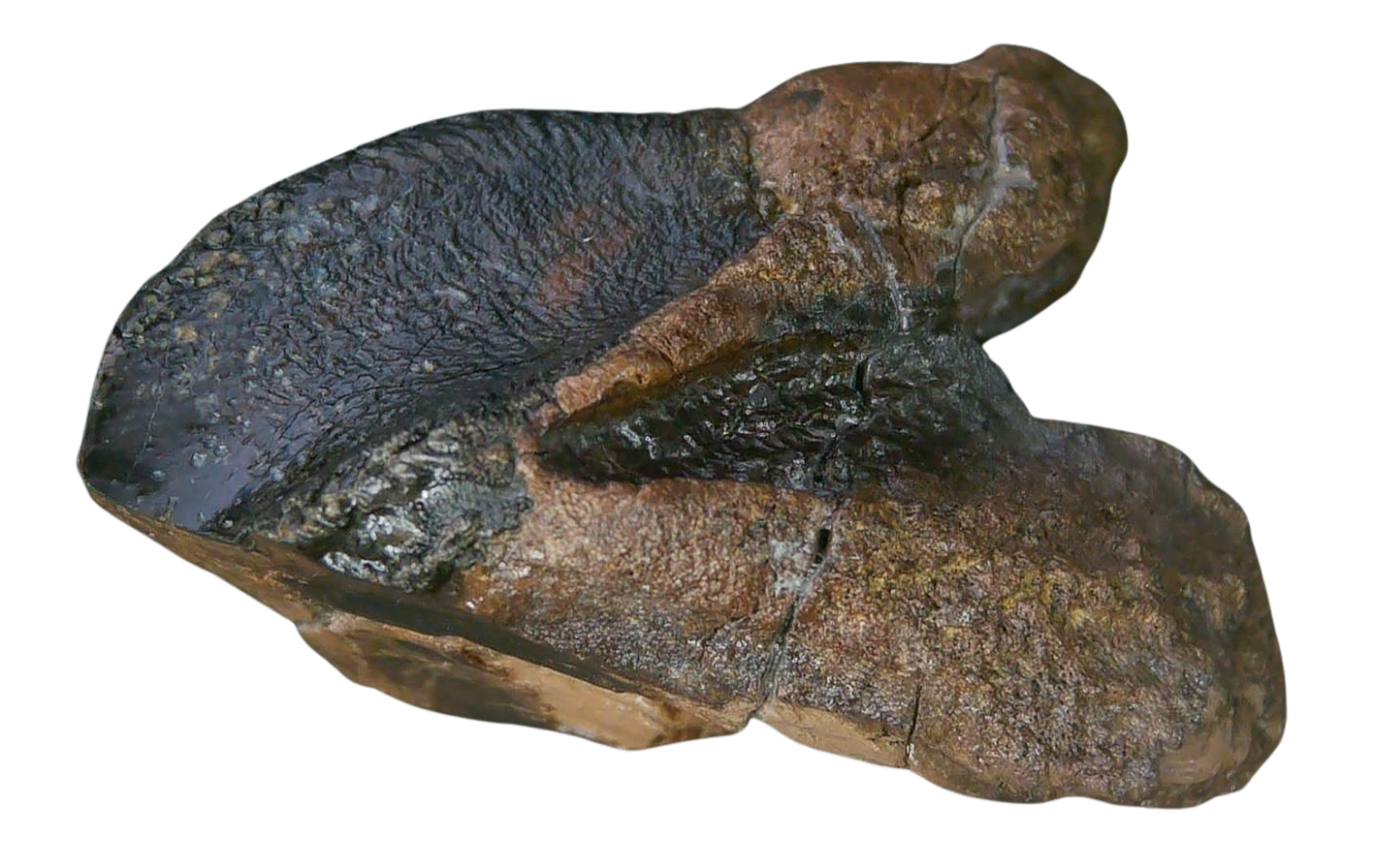 South Dakota Cretaceous Age Partially Rooted Triceratops Tooth 31a | Fossils for Sale