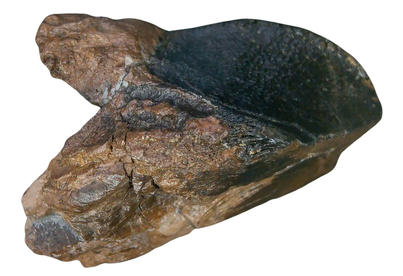 South Dakota Cretaceous Age Partially Rooted Triceratops Tooth 31b | Fossils for Sale
