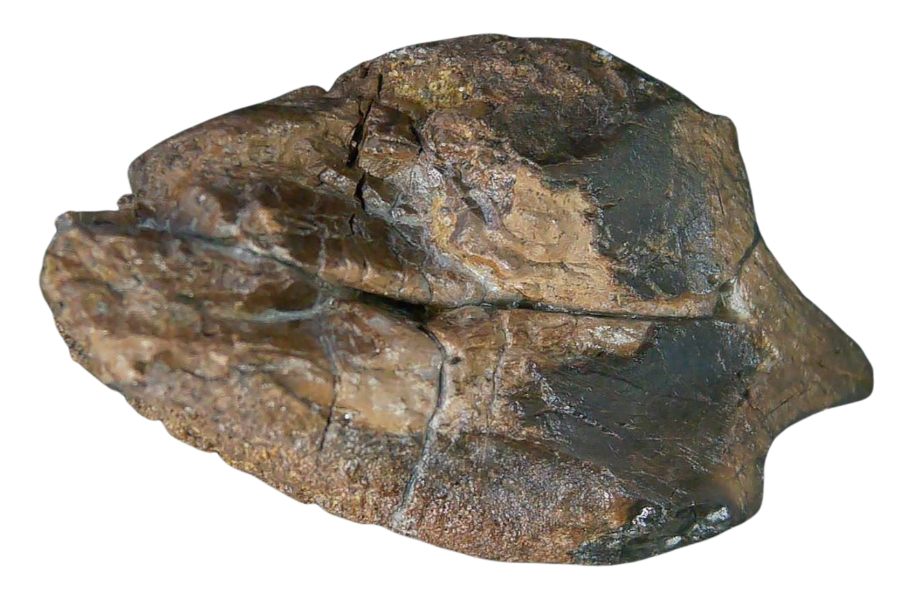 South Dakota Cretaceous Age Partially Rooted Triceratops Tooth 31c | Fossils for Sale