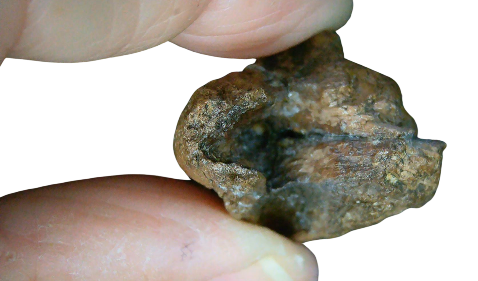 South Dakota Cretaceous Age Partially Rooted Triceratops Tooth 31d | Fossils for Sale