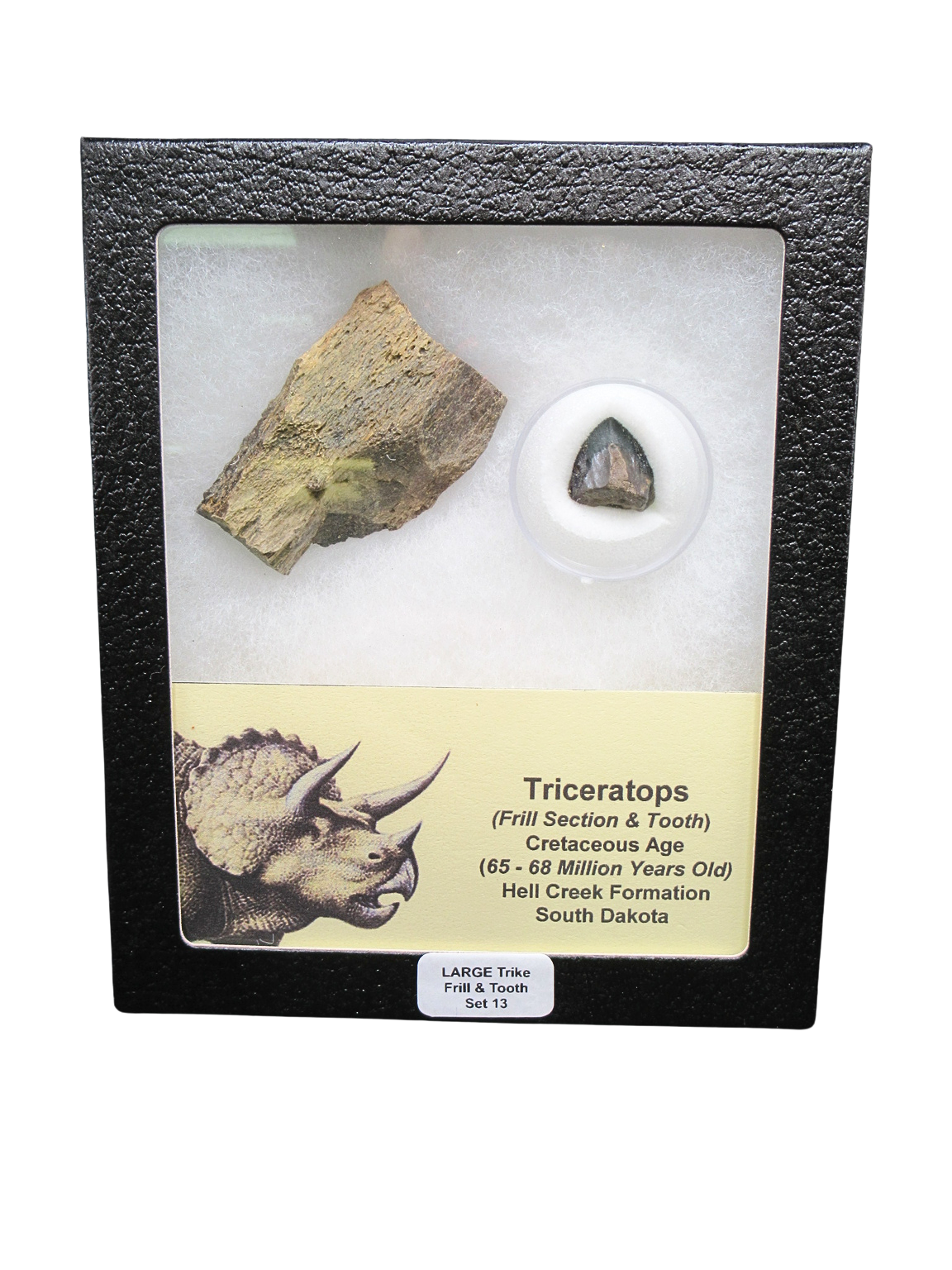 Triceratops Frill and Tooth Set Cretaceous Age LARGE Set 13 | Fossils for Sale Genuine Cretaceous Age Triceratops Frill and Tooth Large Set Fossil for Sale from South Dakota #13