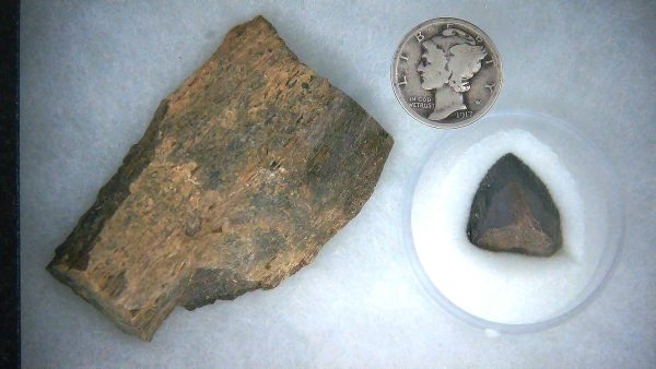Triceratops Frill and Tooth Set Cretaceous Age LARGE Set 13a | Fossils for Sale Genuine Cretaceous Age Triceratops Frill and Tooth Large Set Fossil for Sale from South Dakota #13a