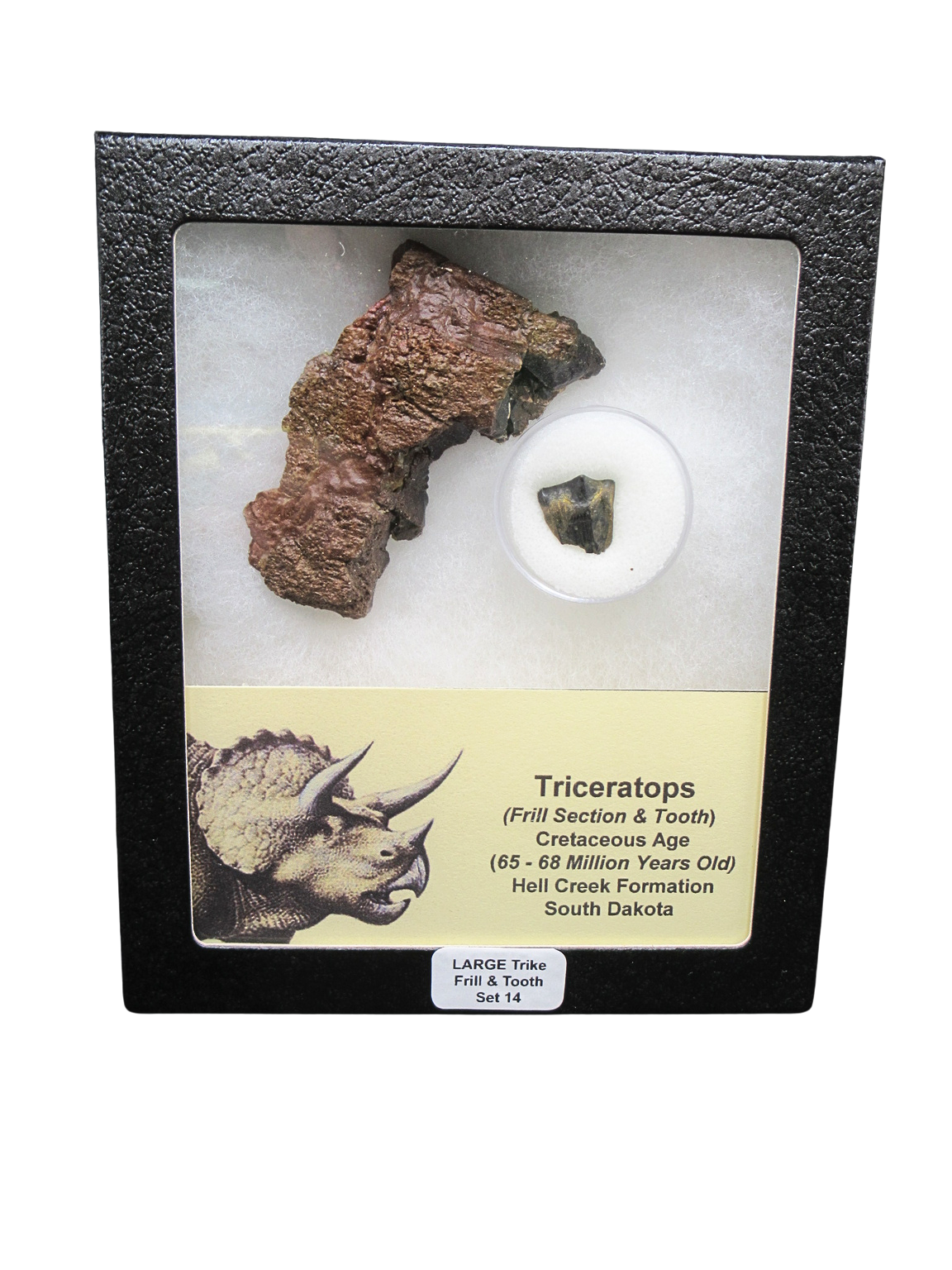 Triceratops Frill and Tooth Set Cretaceous Age LARGE Set 14 | Fossils for Sale Genuine Cretaceous Age Triceratops Frill and Tooth Large Set Fossil for Sale from South Dakota #14