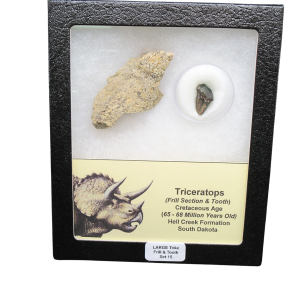 Genuine Cretaceous Age Triceratops Frill and Tooth Large Set Fossil for Sale from South Dakota #15