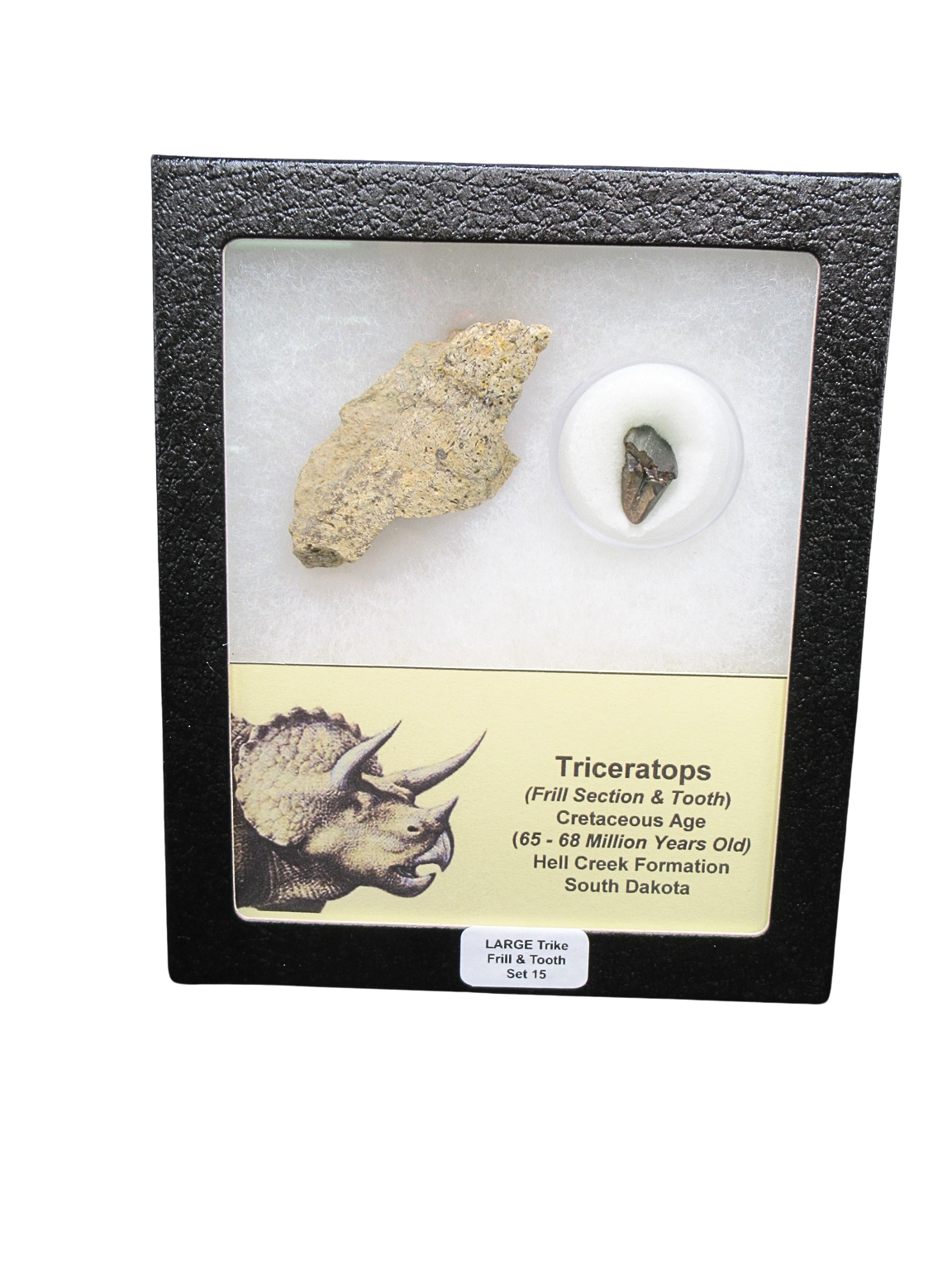 Triceratops Frill and Tooth Set Cretaceous Age LARGE Set 15 | Fossils for Sale Genuine Cretaceous Age Triceratops Frill and Tooth Large Set Fossil for Sale from South Dakota #15