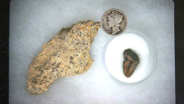 Triceratops Frill and Tooth Set Cretaceous Age LARGE Set 15a | Fossils for Sale Genuine Cretaceous Age Triceratops Frill and Tooth Large Set Fossil for Sale from South Dakota #15a