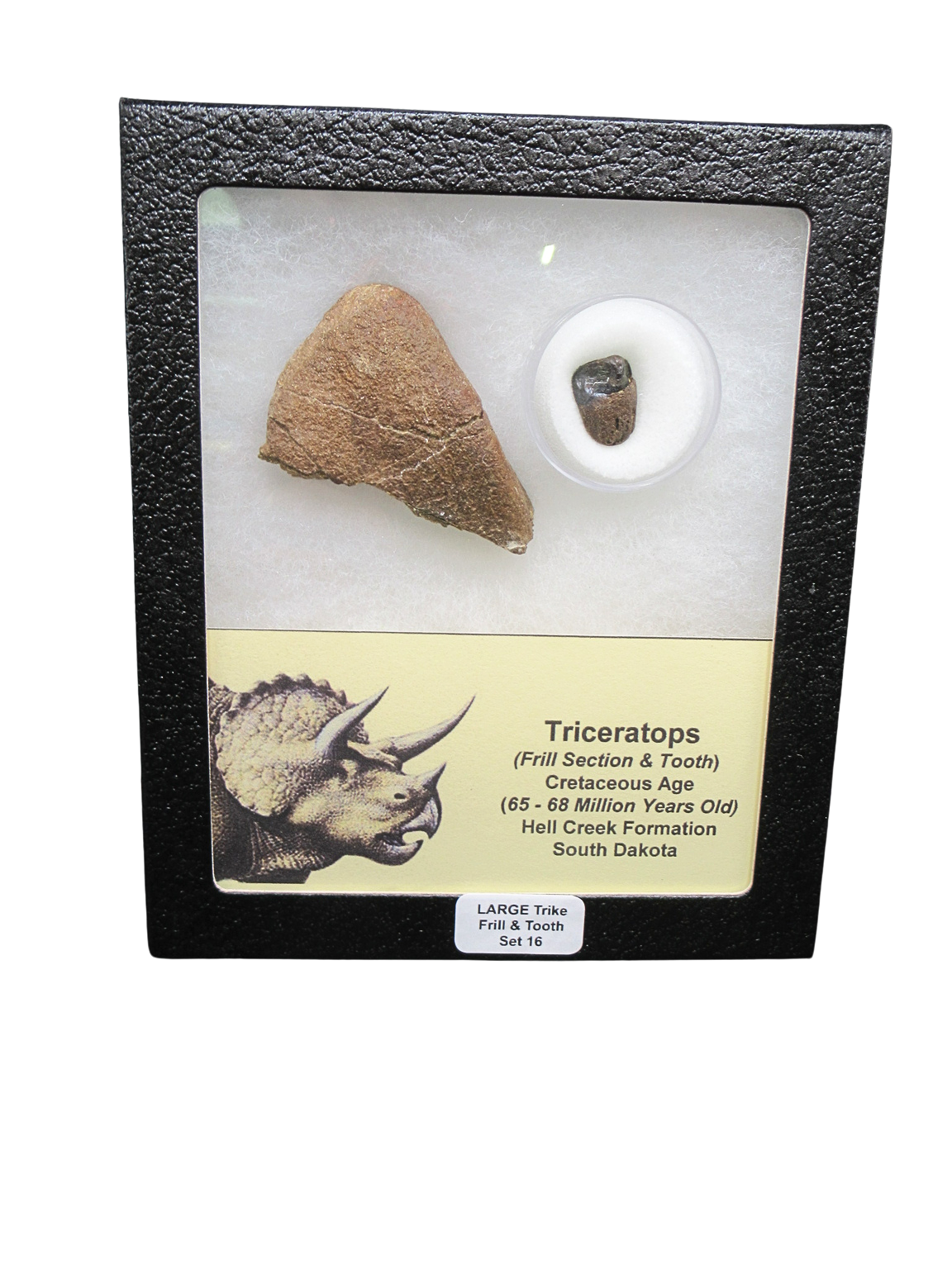 Triceratops Frill and Tooth Set Cretaceous Age LARGE Set 16 | Fossils for Sale Genuine Cretaceous Age Triceratops Frill and Tooth Large Set Fossil for Sale from South Dakota #16