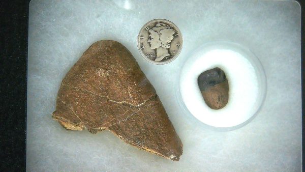 Triceratops Frill and Tooth Set Cretaceous Age LARGE Set 16a | Fossils for Sale Genuine Cretaceous Age Triceratops Frill and Tooth Large Set Fossil for Sale from South Dakota #16a