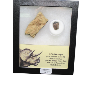 Genuine Cretaceous Age Triceratops Frill and Tooth Large Set Fossil for Sale from South Dakota #17