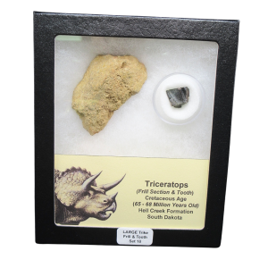 Genuine Cretaceous Age Triceratops Frill and Tooth Large Set Fossil for Sale from South Dakota #18