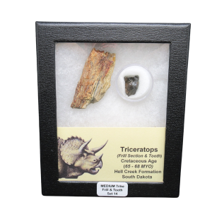 Genuine Cretaceous Age Triceratops Frill and Tooth Medium Set Fossil for Sale from South Dakota #14