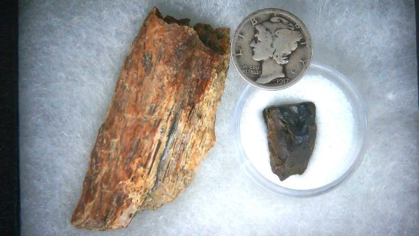 Triceratops Frill and Tooth Set Cretaceous Age MEDIUM Set 14a | Fossils for Sale Genuine Cretaceous Age Triceratops Frill and Tooth Medium Set Fossil for Sale from South Dakota #14a