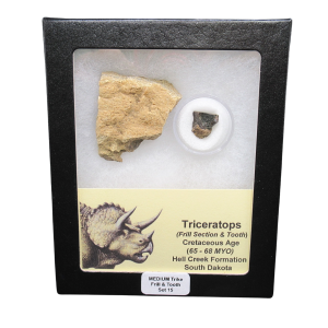 Genuine Cretaceous Age Triceratops Frill and Tooth Medium Set Fossil for Sale from South Dakota #15