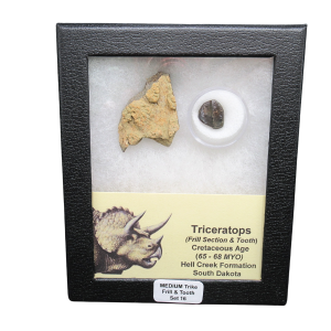 Genuine Cretaceous Age Triceratops Frill and Tooth Medium Set Fossil for Sale from South Dakota #16