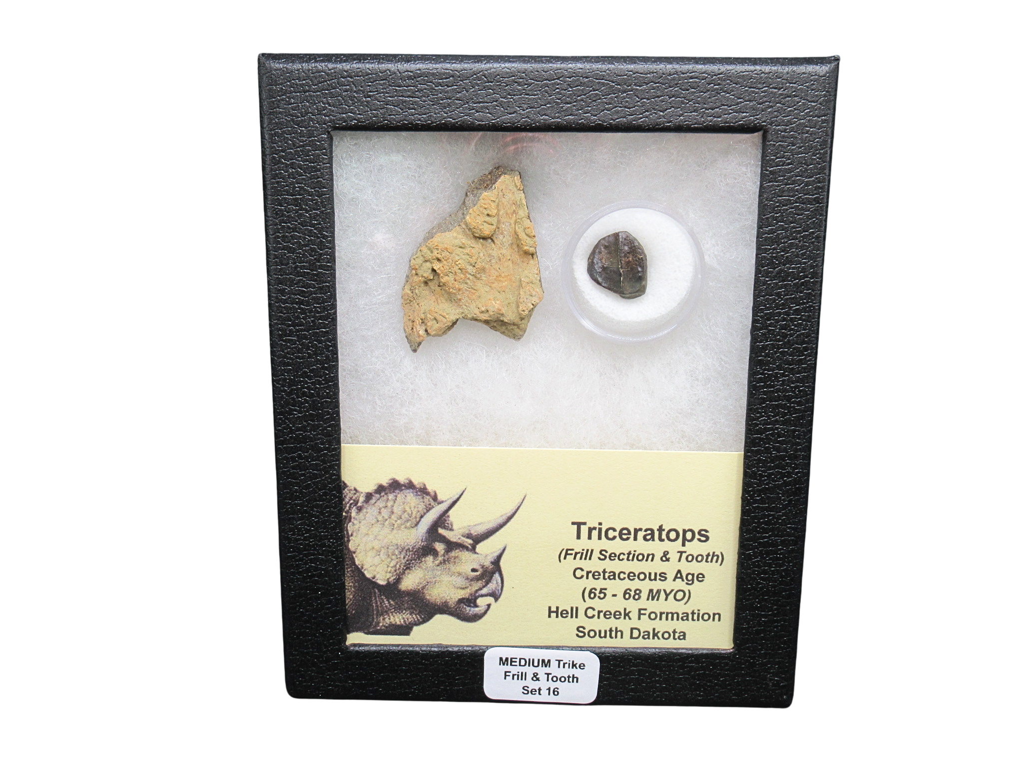 Triceratops Frill and Tooth Set Cretaceous Age MEDIUM Set 16 | Fossils for Sale Genuine Cretaceous Age Triceratops Frill and Tooth Medium Set Fossil for Sale from South Dakota #16